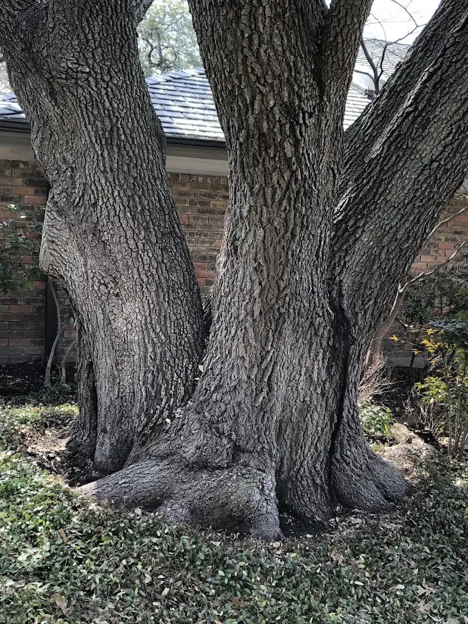 Mature heritage tree close to a Osage property cared for by certified arborists